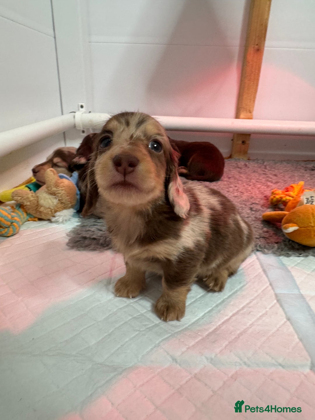 Miniature Dachshund dogs for sale: Miniature Long Haired Dachshund **Last Boy** in Saint Helens - Image 13