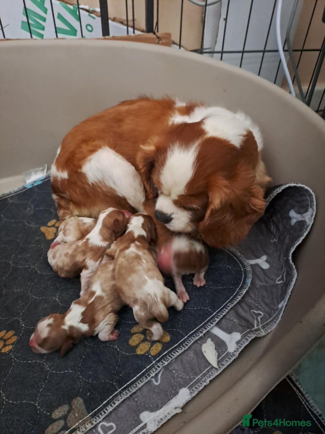 Cavalier King Charles Spaniel dogs for sale: King Charles cavalier puppies ready on 25th Sept! - Image 11
