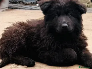 German Shepherd dogs Last one Stunning KC registered German shepherds - Advert 8