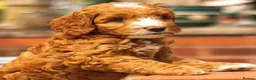 Australian Labradoodle dogs for sale: Fabulous Australian Labradoodle Waitlist Open 2027 - Advert 4