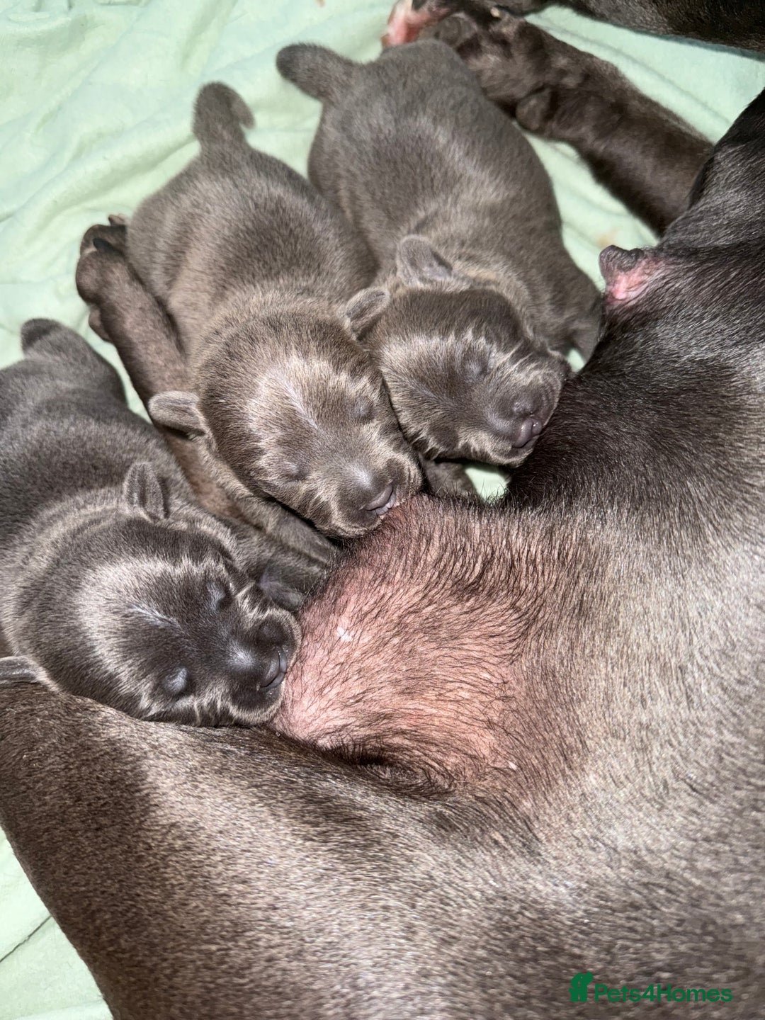 Staffordshire Bull Terrier dogs for sale: Blue Staffordshire bull terriers - Image 1