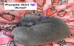 Staffordshire Bull Terrier dogs for sale: Gorgeous Chunky KC Blue Staffy Puppies - Image 3