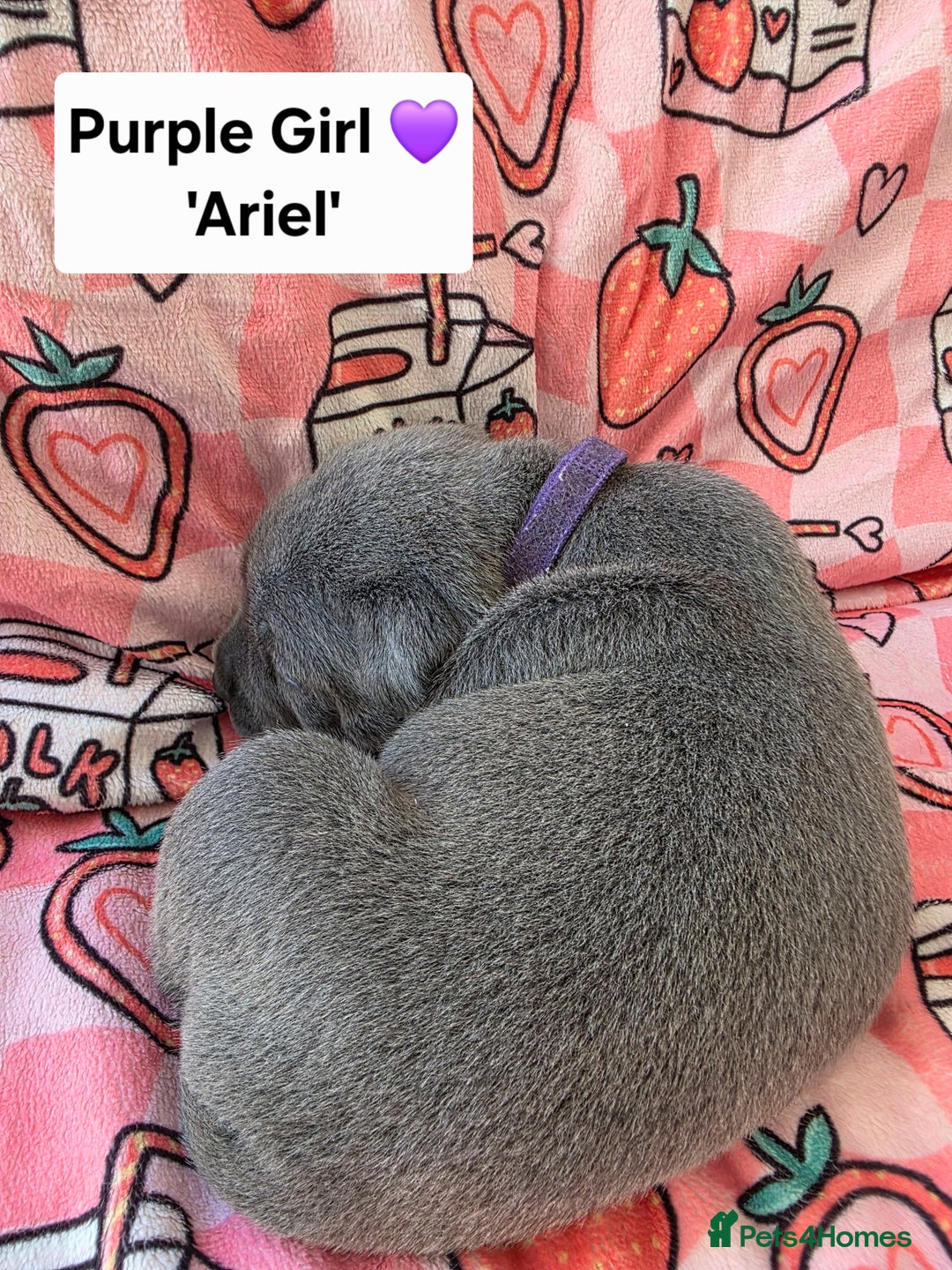 Staffordshire Bull Terrier dogs for sale: Gorgeous Chunky KC Blue Staffy Puppies - Image 3