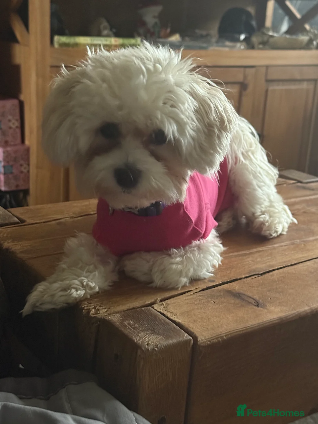 Maltese dogs for sale: Gladys is looking for a new home - Advert 2