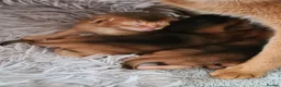 Abyssinian cats for sale: 4 Abysinnian registered boys - Advert 2