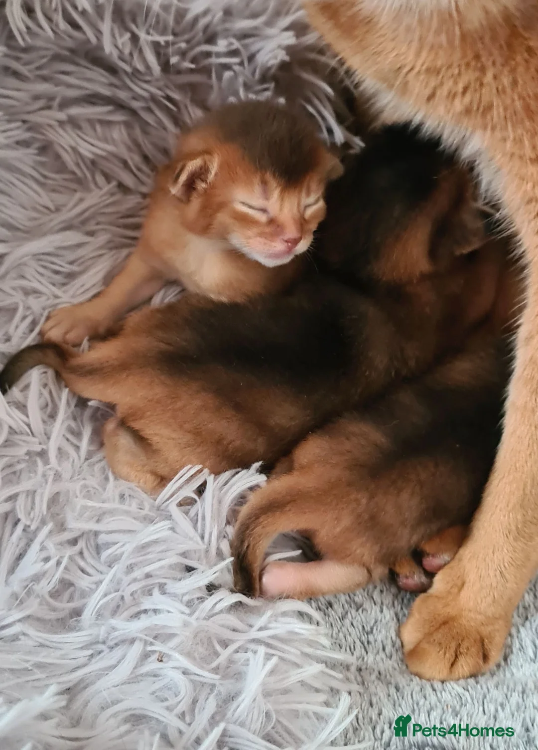 Abyssinian cats for sale: 4 Abysinnian registered boys - Advert 2