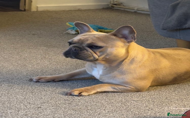 French Bulldog dogs - Advert 5