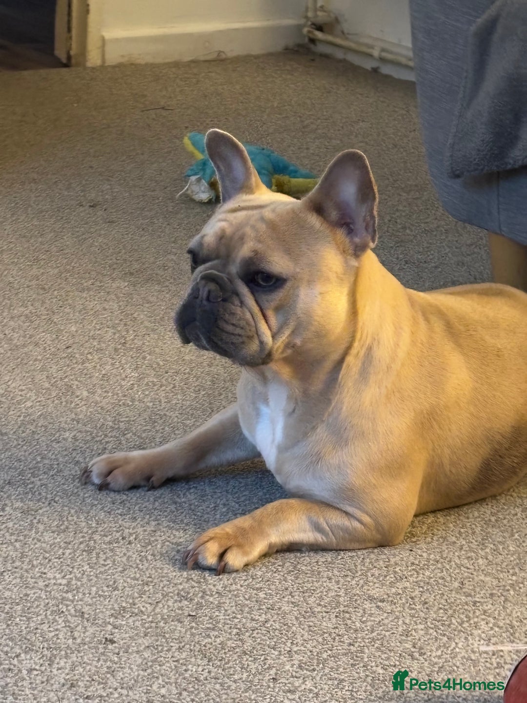 French Bulldog dogs for sale: Girl French bulldog 3 yrs  - Image 1