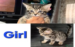 Mixed Breed cats for sale: Beautiful kittens - Image 4