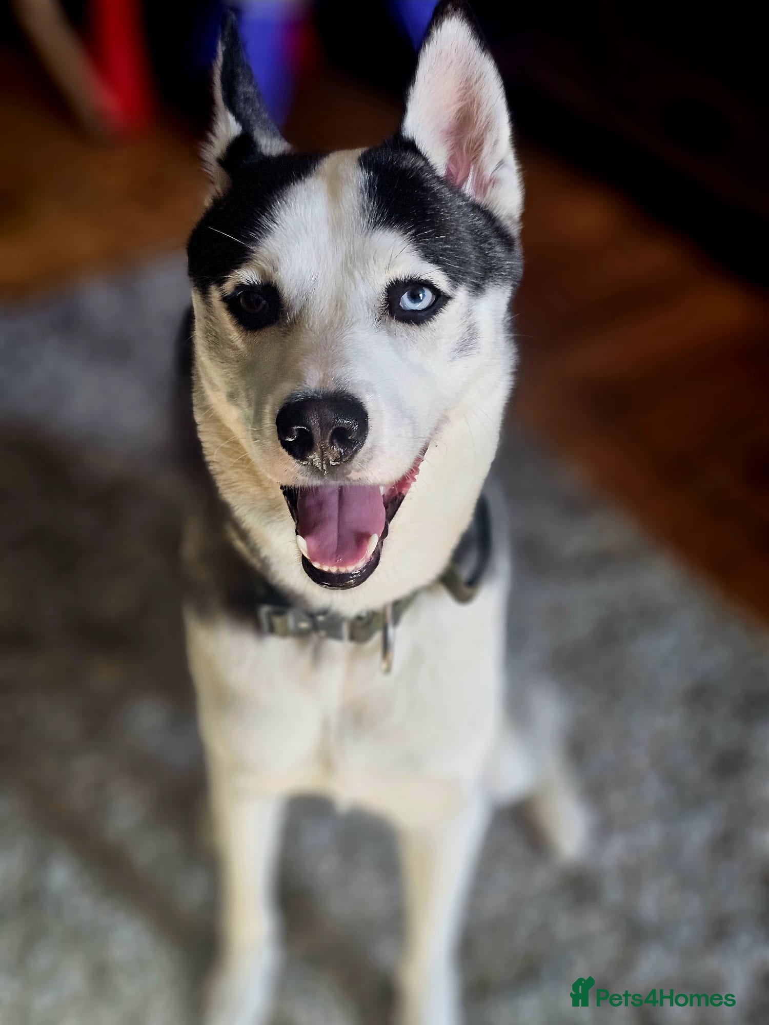 Siberian Husky dogs Husky for sale  in Colchester - Advert 1