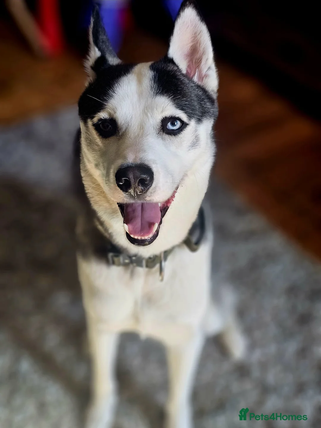 Siberian Husky dogs for sale: Husky for sale  in Colchester - Advert 1