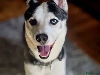 Siberian Husky dogs Husky for sale in Colchester - Advert 1