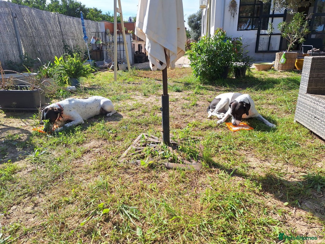 Pointer dogs for adoption: Coco and Luna - Advert 8