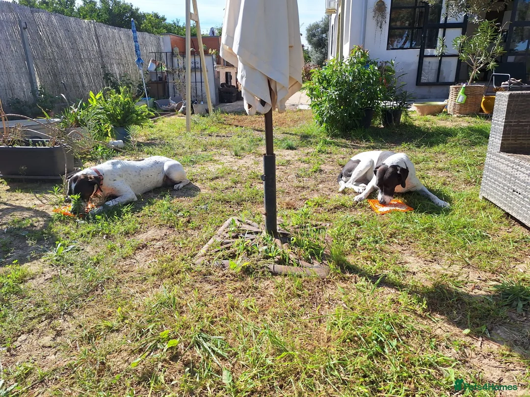 Pointer dogs for adoption: Coco and Luna - Advert 8