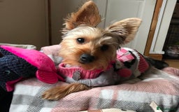 Yorkshire Terrier dogs for sale: 6 Yorkshire terriers for sale  - Image 7