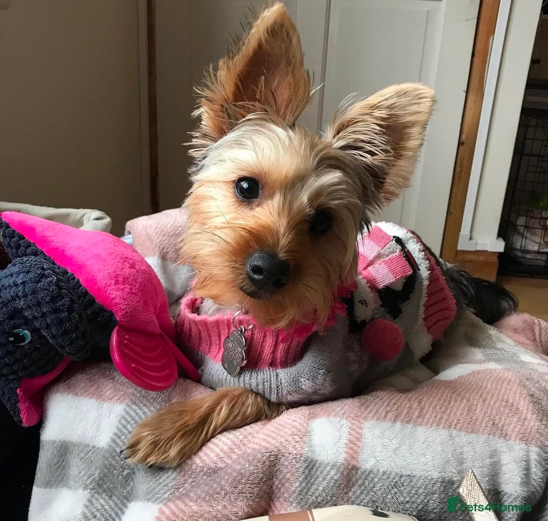 Yorkshire Terrier dogs for sale: 6 Yorkshire terriers for sale  - Image 7