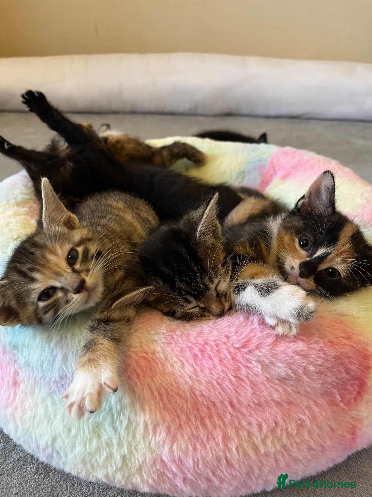 Mixed Breed cats 5 adorable kittens ready for their new homes🐾 - Advert 13