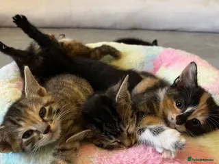 Mixed Breed cats 5 adorable kittens ready for their new homes🐾 - Advert 6