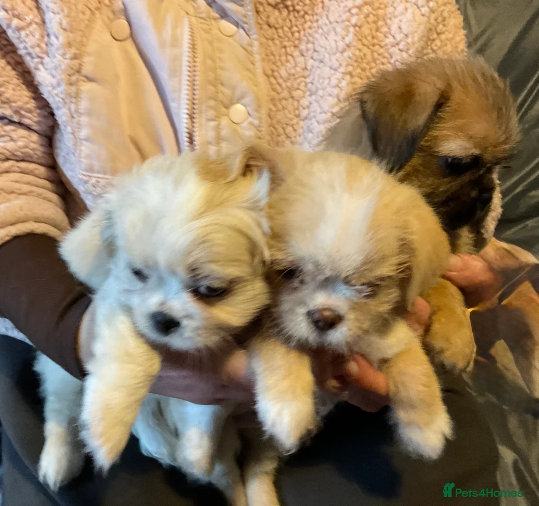 Mixed Breed dogs for sale: SHIH TZU/ CHIHUAHUAS  - Advert 8