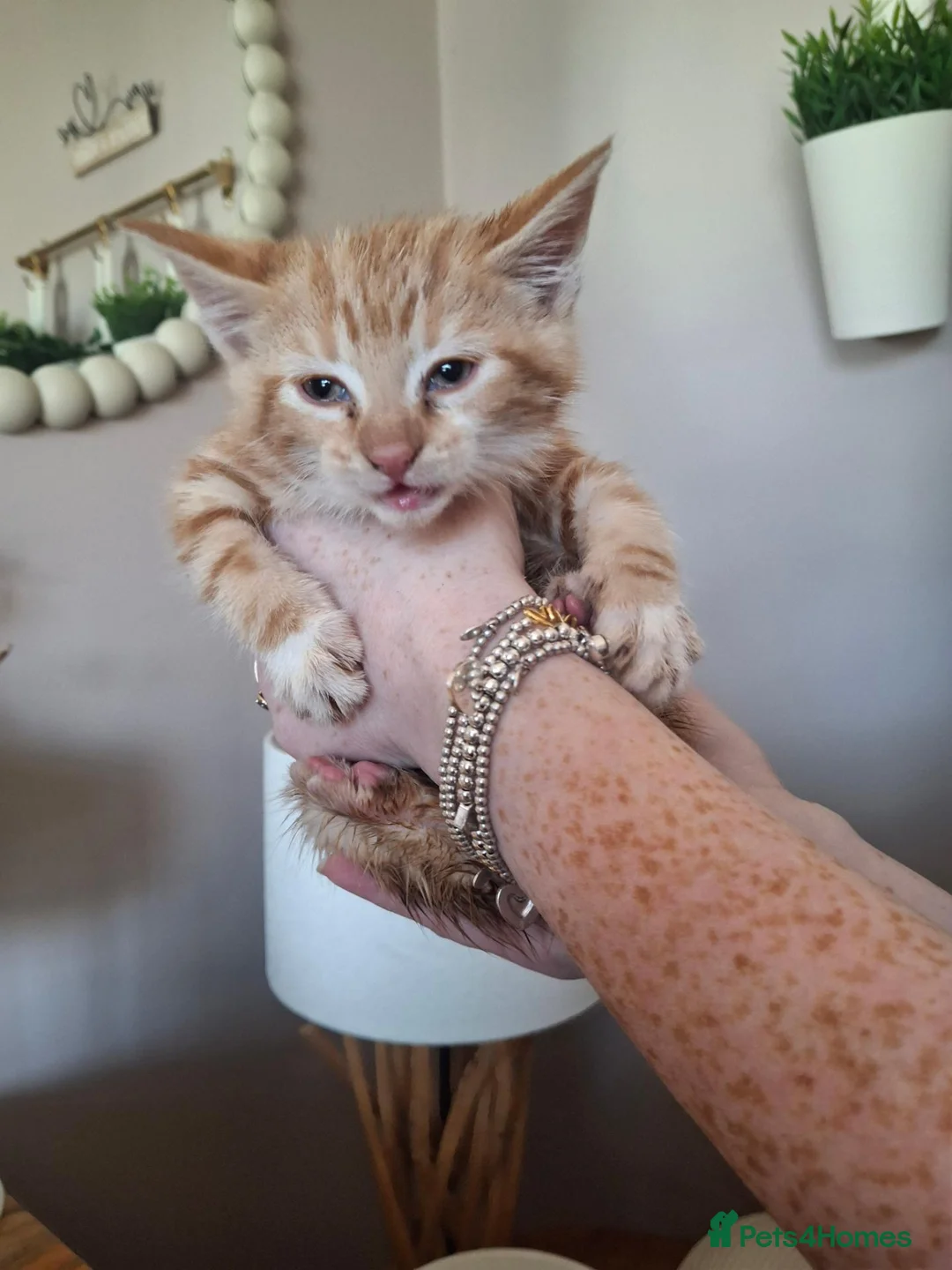 Mixed Breed cats for sale: Four little kittens  - Advert 2