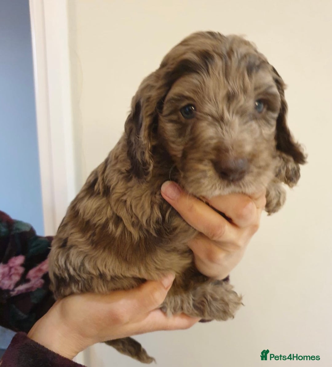 Poodle dogs for stud: Stunning Well Proven Miniature Merle Poodle in Newcastle - Advert 11