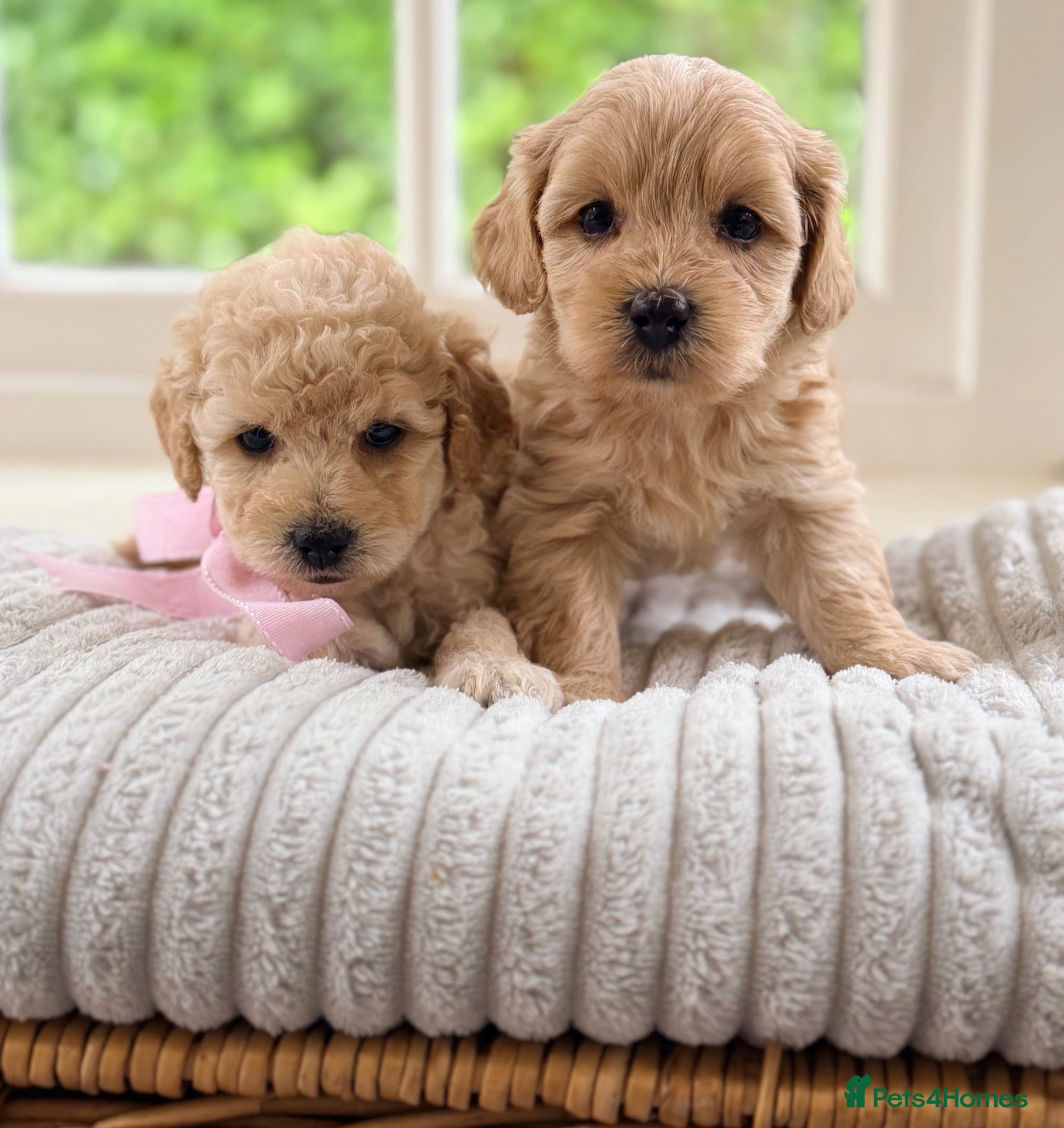 Mixed Breed dogs Stunning Shichon-poo teddies - Advert 2