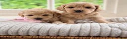 Mixed Breed dogs for sale: Stunning Shichon-poo teddies - Advert 27