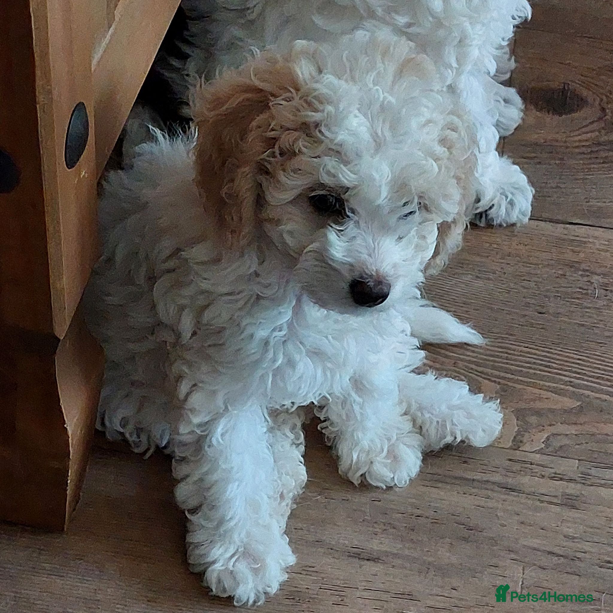 Cockapoo dogs Beautiful American cockapoo pups F1b - Advert 2