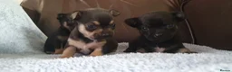 Chihuahua dogs for sale: Beautiful chihuahua puppies  - Advert 10