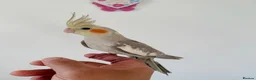 Cockatiels birds for sale: BEAUTIFUL BABY COCKATIELS NEW CAGES AVAILABLE  - Advert 2