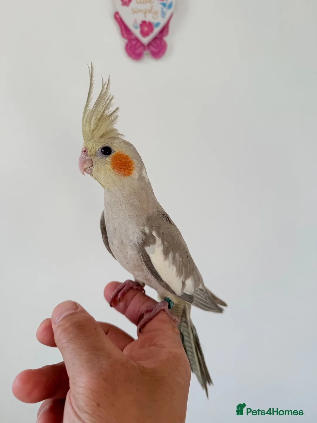 Cockatiels birds for sale: BEAUTIFUL BABY COCKATIELS NEW CAGES AVAILABLE  - Advert 2