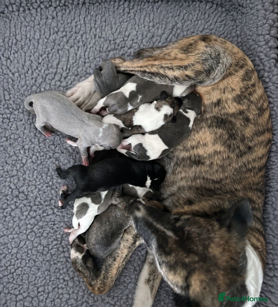 Mixed Breed dogs 3/4 whippet 1/4 border collie - Advert 1