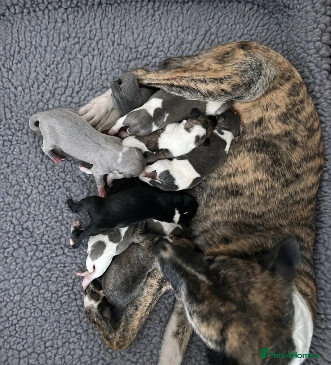 Mixed Breed dogs for sale: 3/4 whippet 1/4 border collie - Advert 1