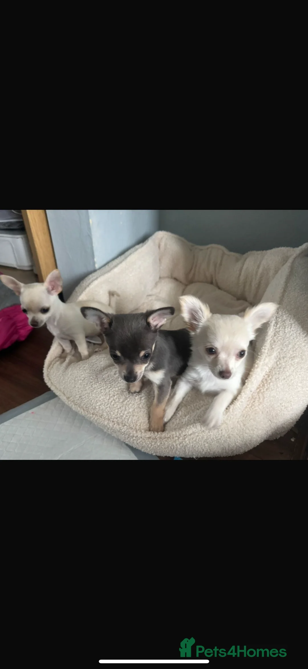 Chihuahua dogs for stud: Black chihuahua for STUD - Advert 2