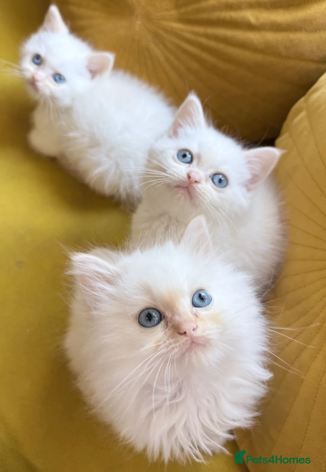 Mixed Breed cats for sale: Ragdoll x Persian  - Advert 2