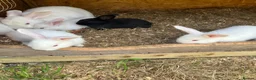 New Zealand rabbits for sale: Rabbits for sale  - Advert 7