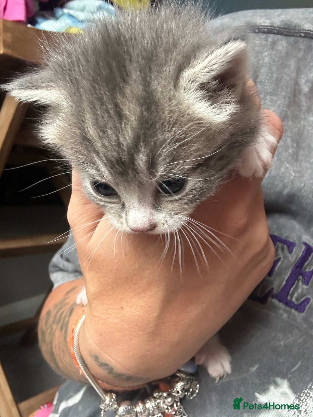 Mixed Breed cats for sale: 3 beautiful greys and a stunning cream kitten - Image 6
