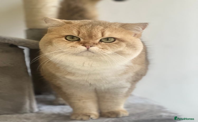British Shorthair cats in Wolverhampton - Advert 5