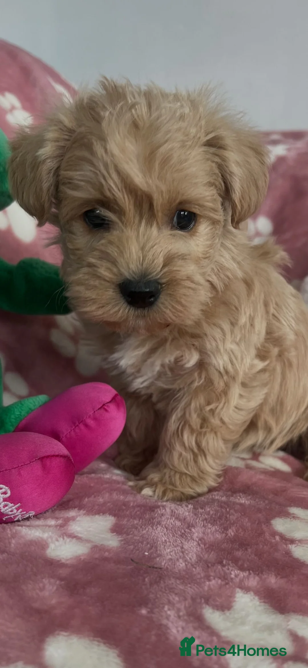 Westiepoo dogs for sale: Westiepoo teddy bear pups  - Advert 1