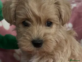 Westiepoo dogs Westiepoo teddy bear pups - Advert 2