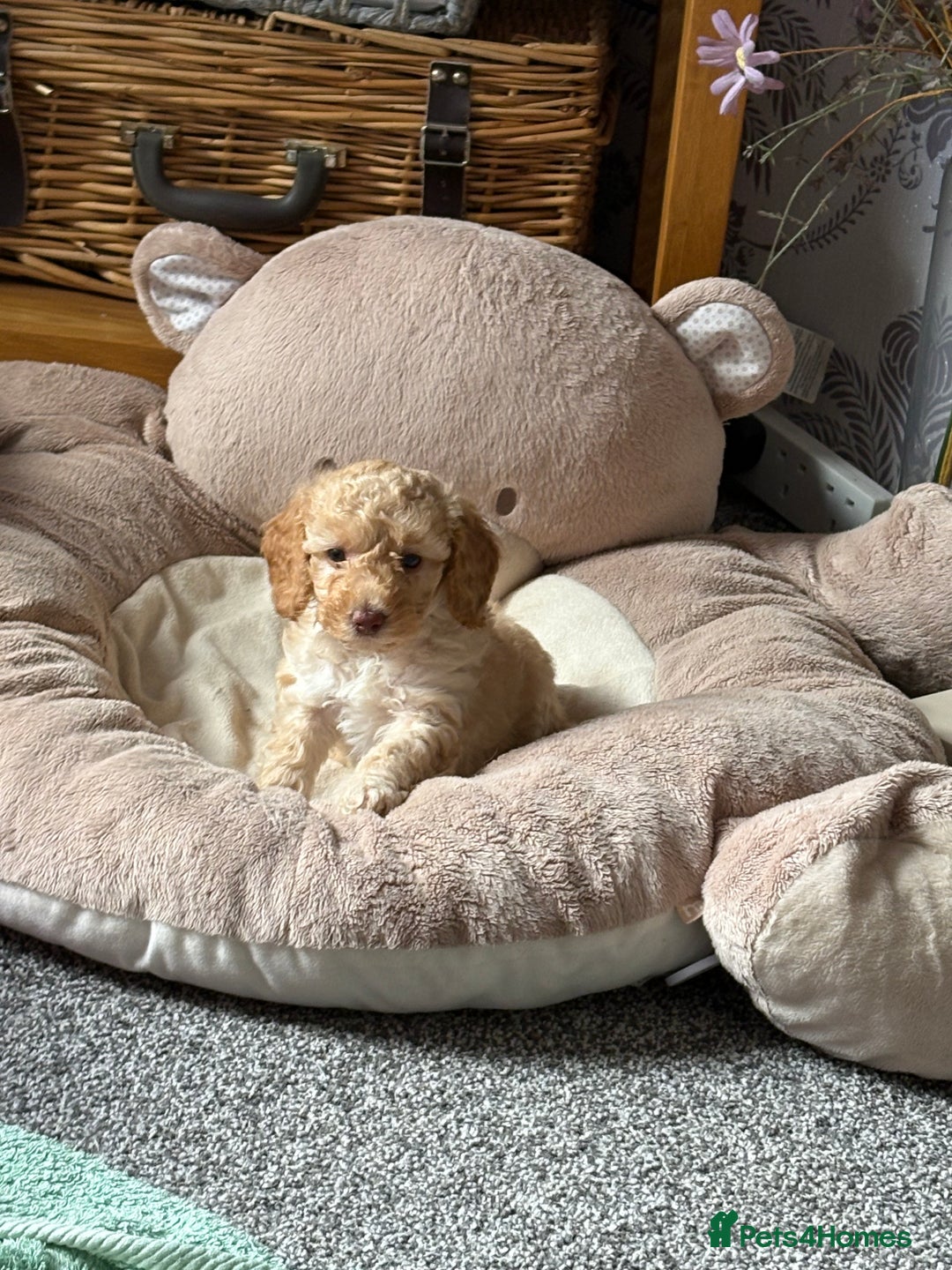 Toy Poodle dogs for sale: Stunning litter of Toy Poodles - Image 22