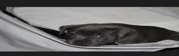 Staffordshire Bull Terrier dogs for sale: Blue staff puppies  - Advert 7
