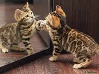 Bengal cats Cute Bengal kittens - Advert 1