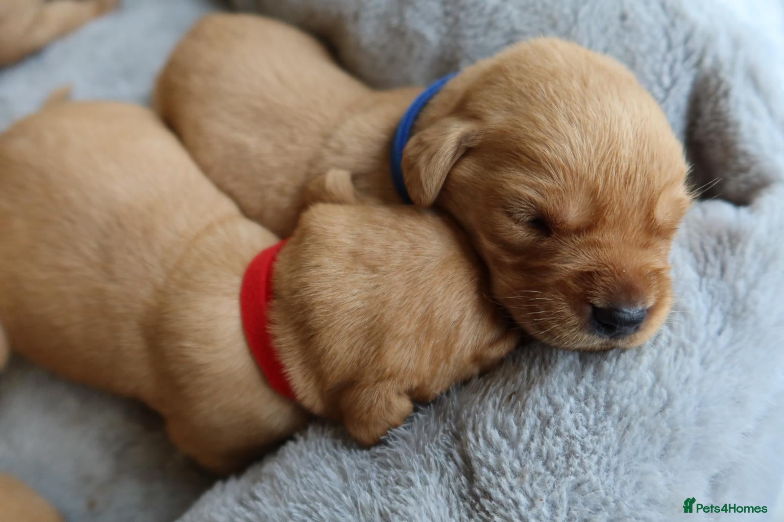 Labrador Retriever dogs 7 red fox Labrador puppies  - Advert 1