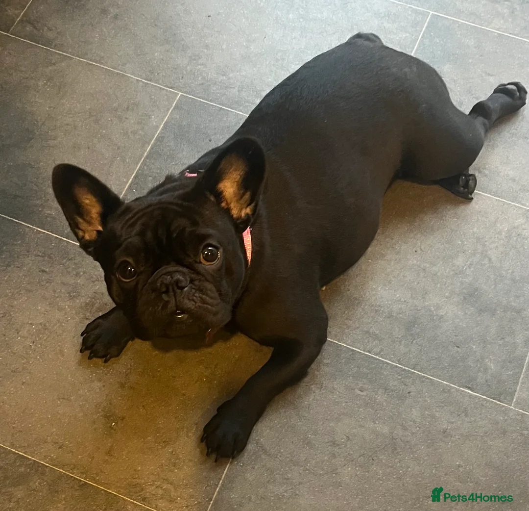 French Bulldog dogs for sale: Beautiful tiny girl  - Advert 8