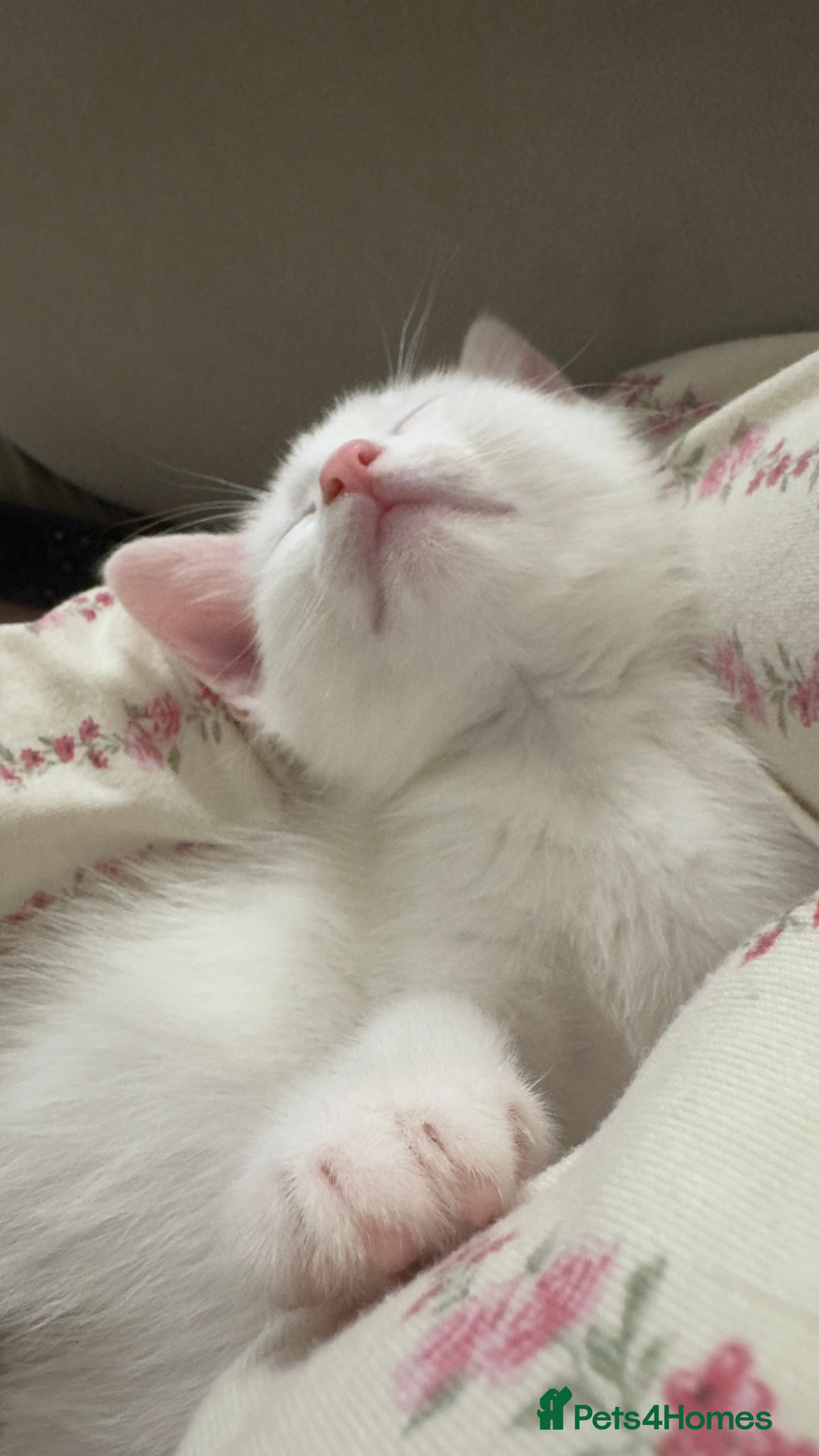 Mixed Breed cats Four Beautiful Kittens for sales  - Advert 6