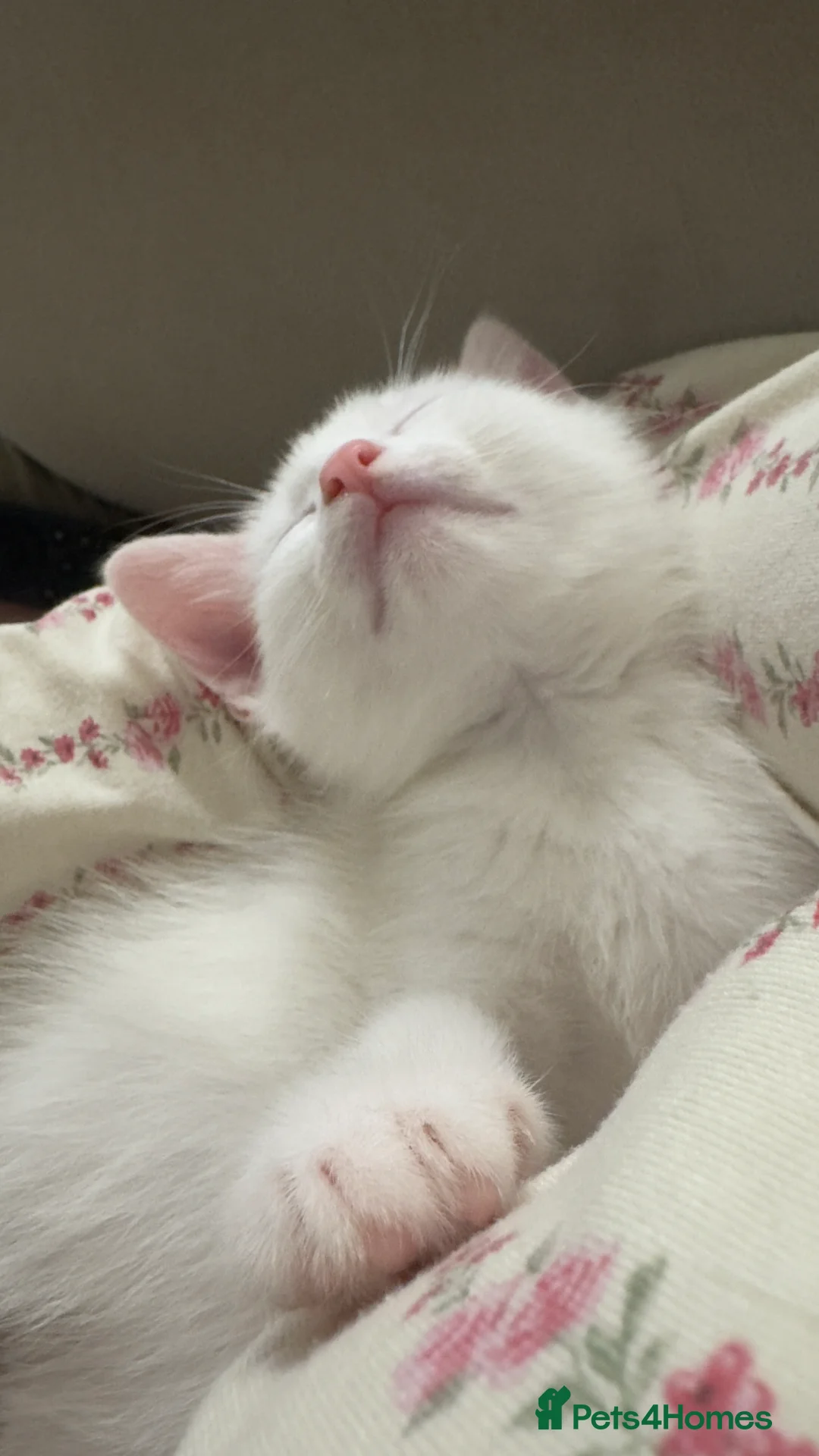 Mixed Breed cats for sale: Four Beautiful Kittens for sales  - Advert 1