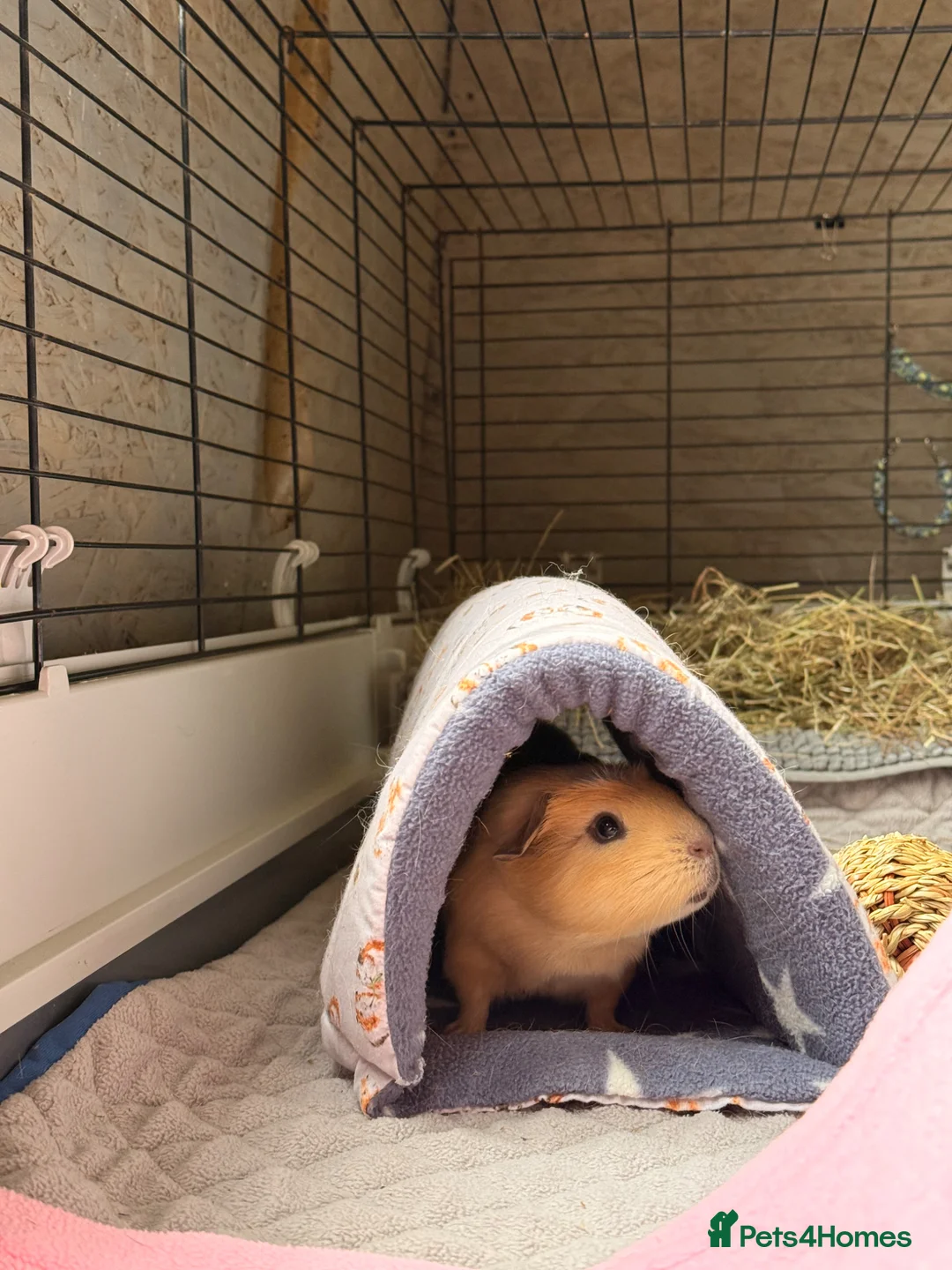 Guinea Pig rodents for sale: Male guinea pig  in Wimborne - Advert 1