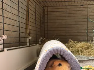 Guinea Pig rodents Male guinea pig - Advert 14