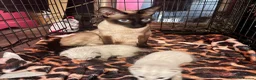 Oriental cats for sale: Only 2 remaining- snow orientals. 1 girl 1 boy - Advert 1